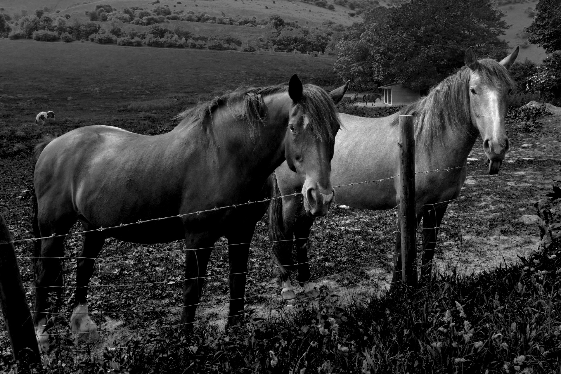 black and white horses wallpaper