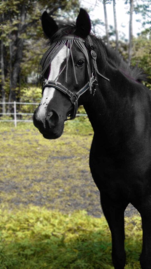 black horse hd wallpaper for mobile
