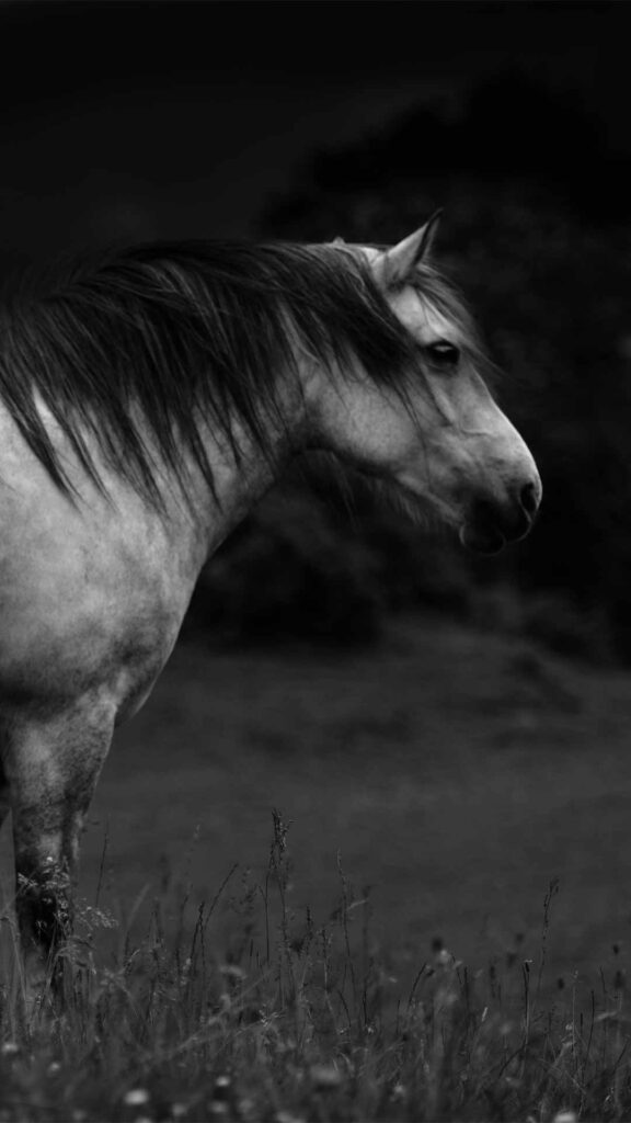 black and white horse hd wallpaper