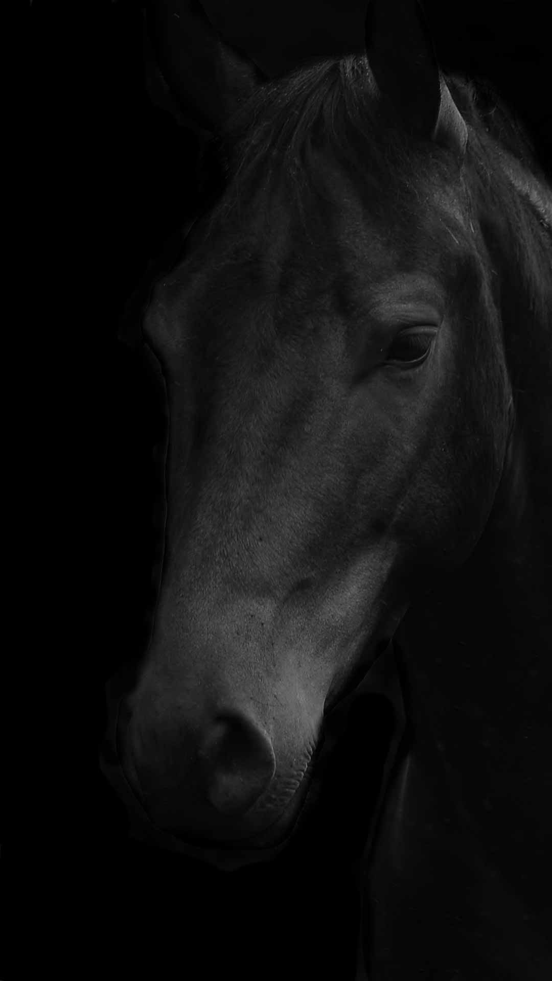 black horse background