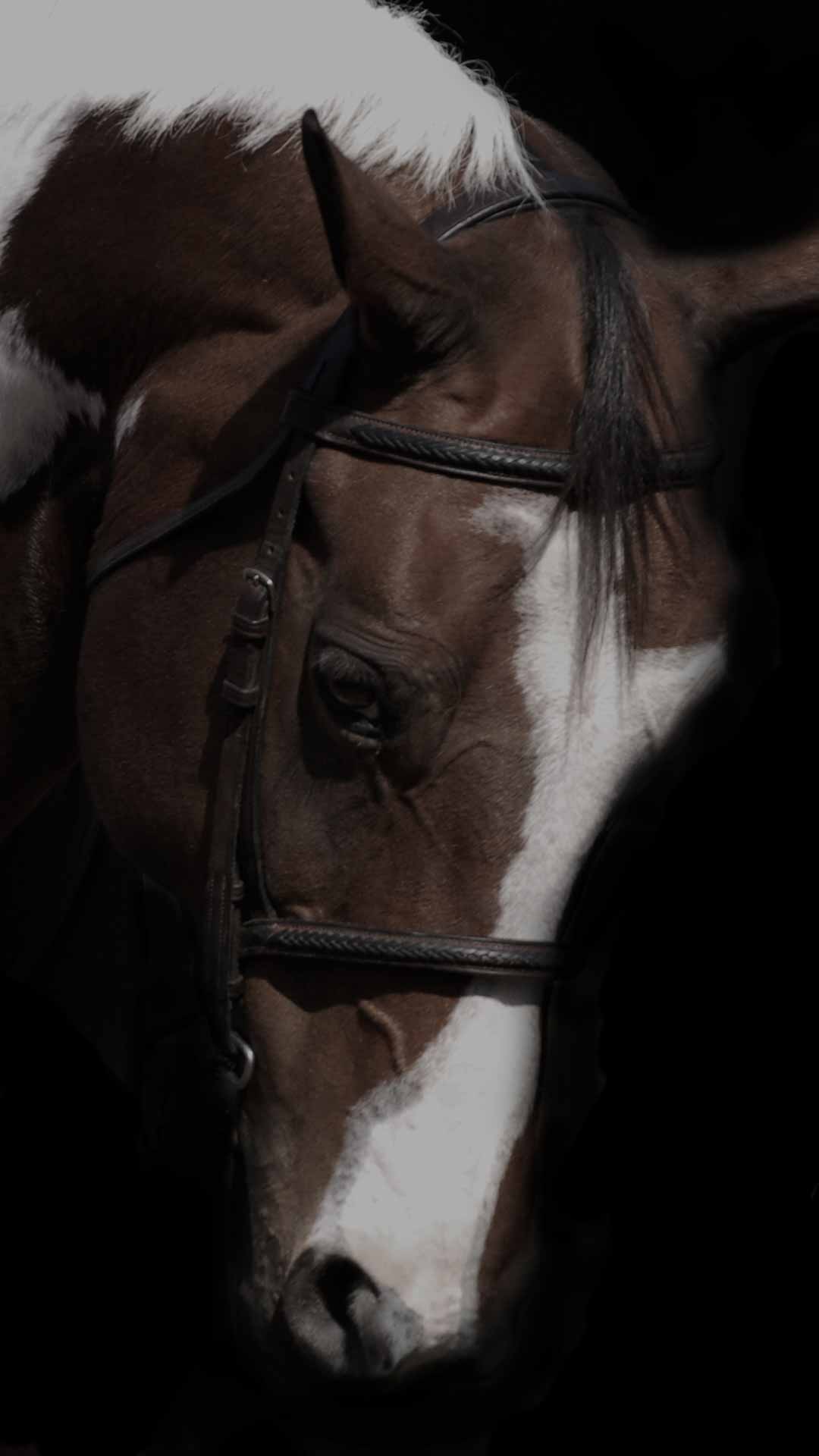horse black background