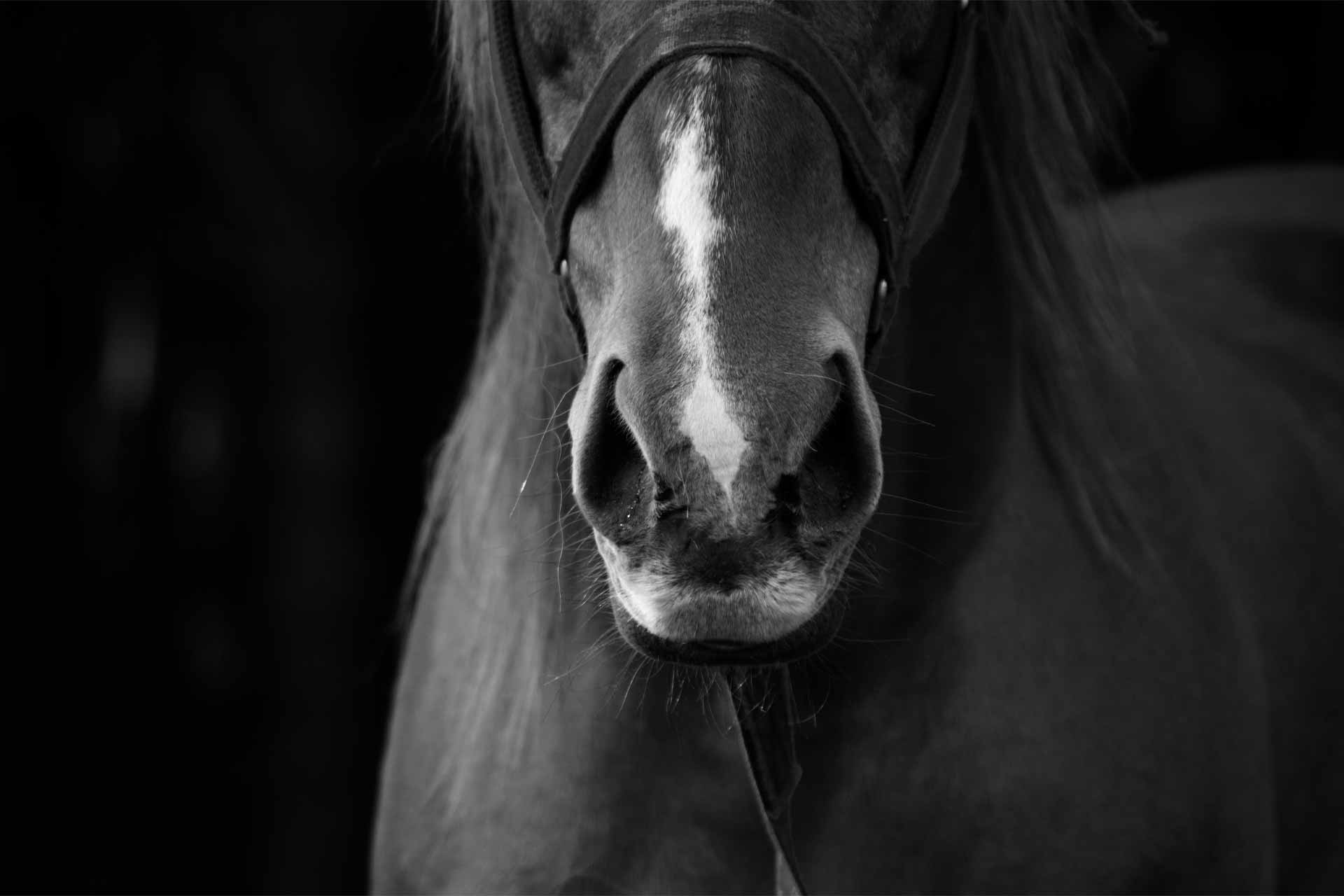 horse wallpaper black