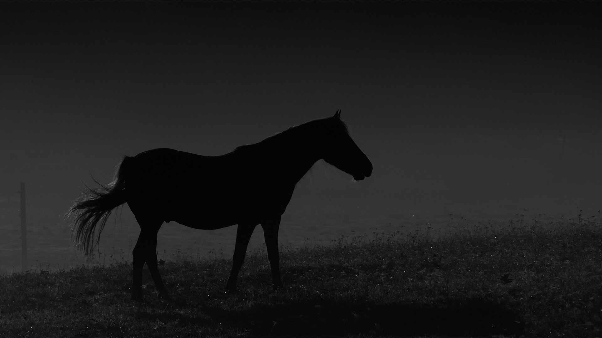 black horse images hd 1080p