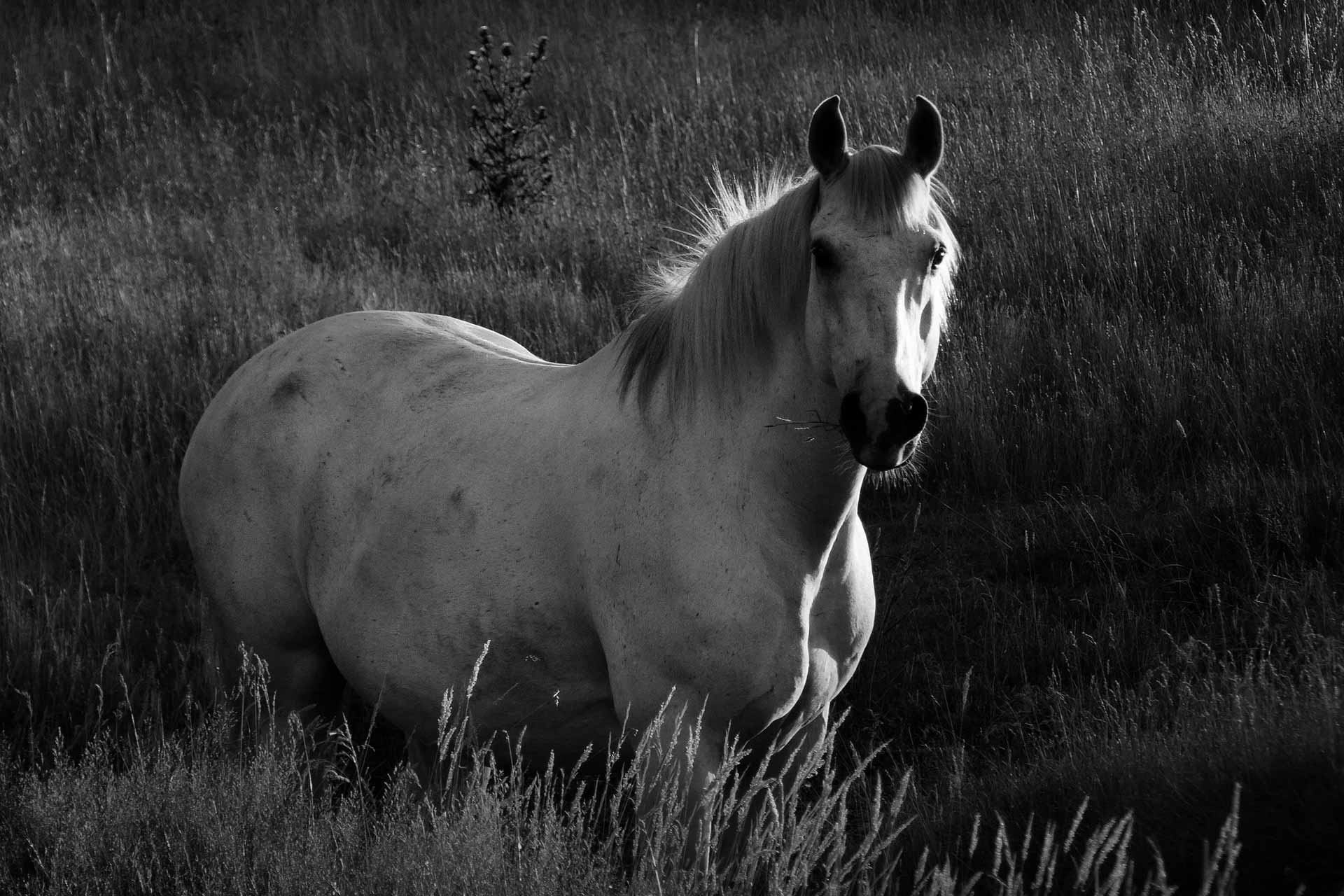horse black and white wallpaper