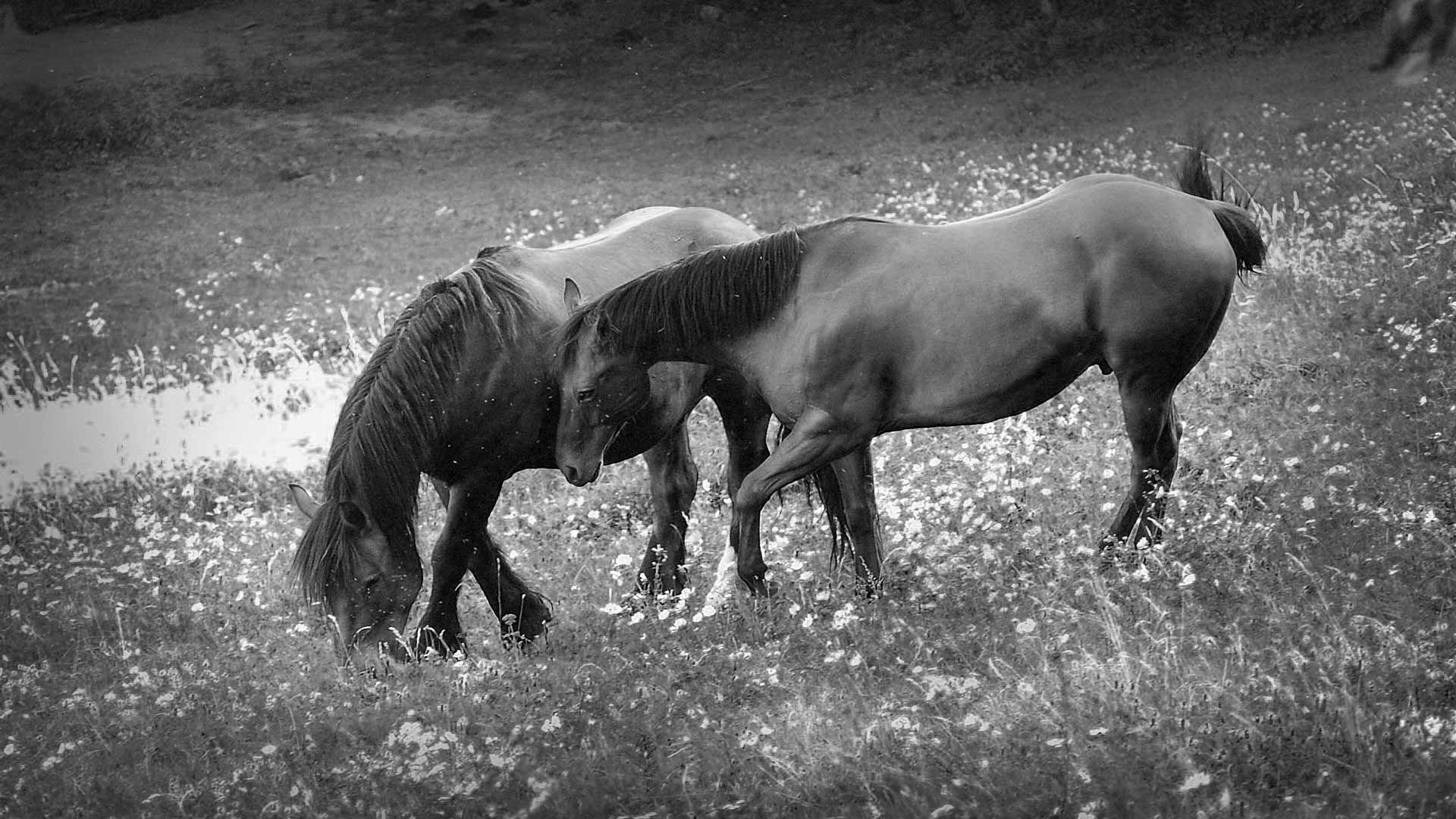 horse wallpaper black and white