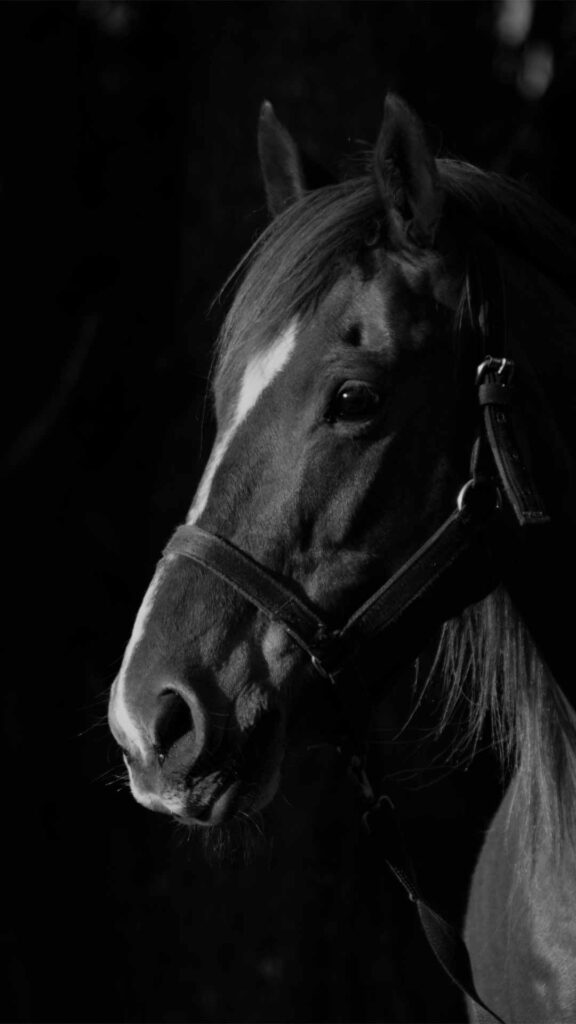black background horse portrait