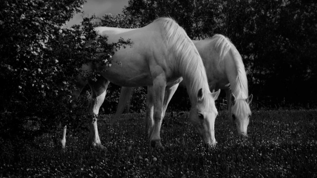 black background horse photography