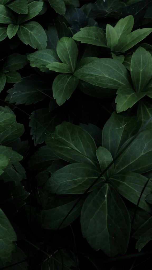 black wallpaper with green leaves