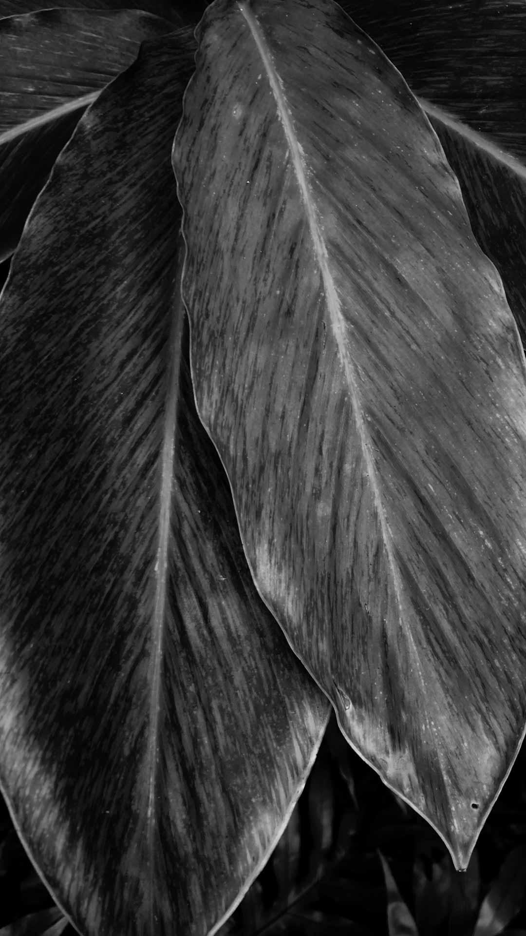 leaf wallpaper black background