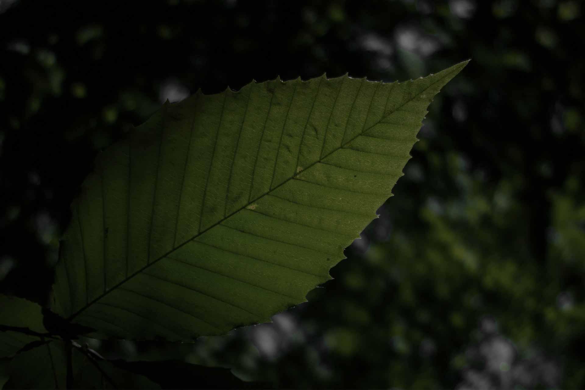 leaf with black background
