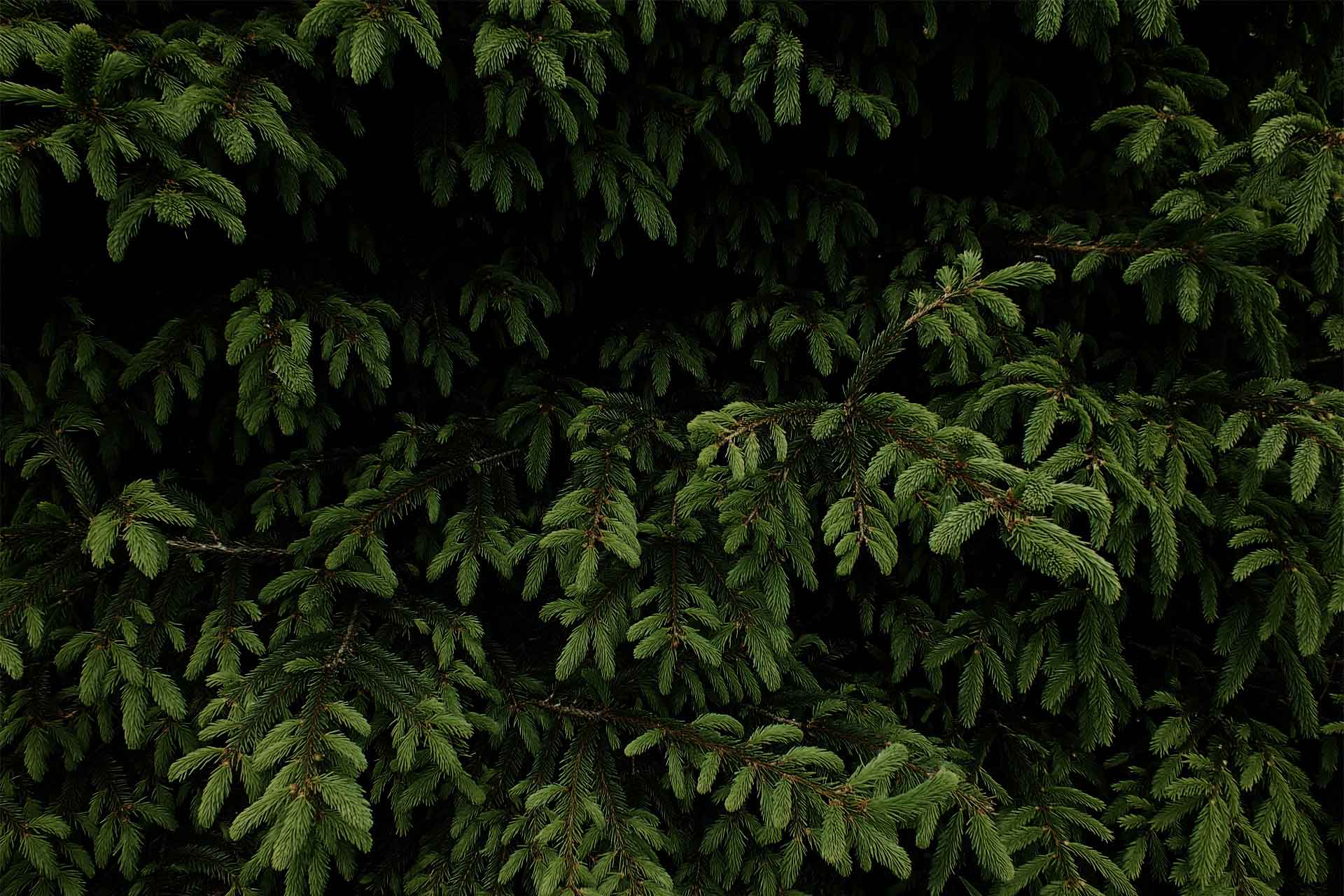 tree leaf dark wallpaper hd
