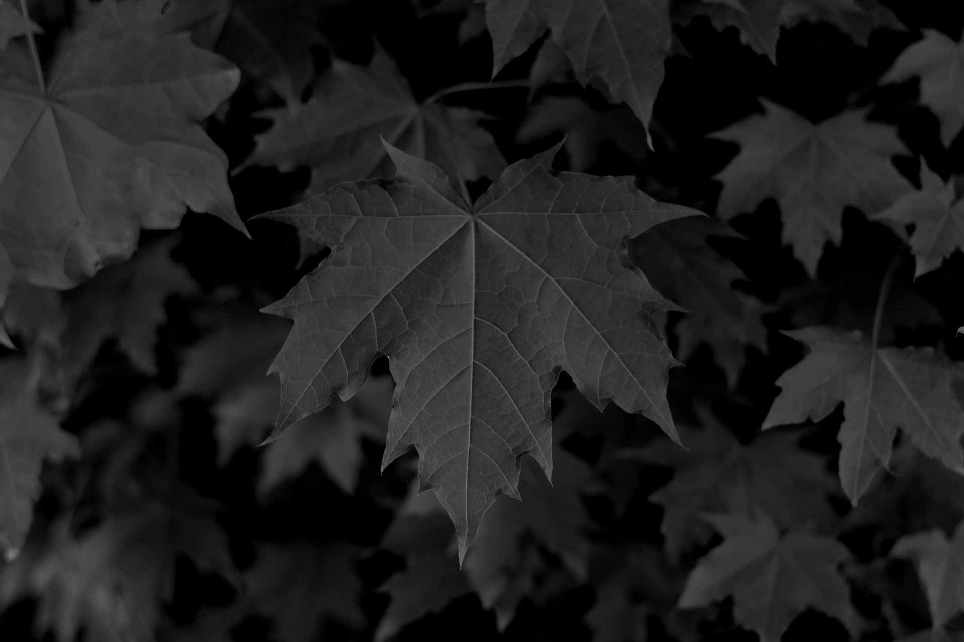 black background with leaves