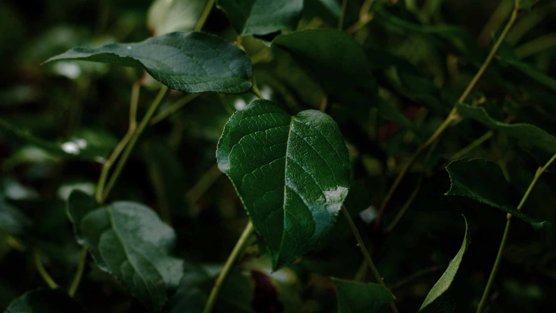 green leaf black background