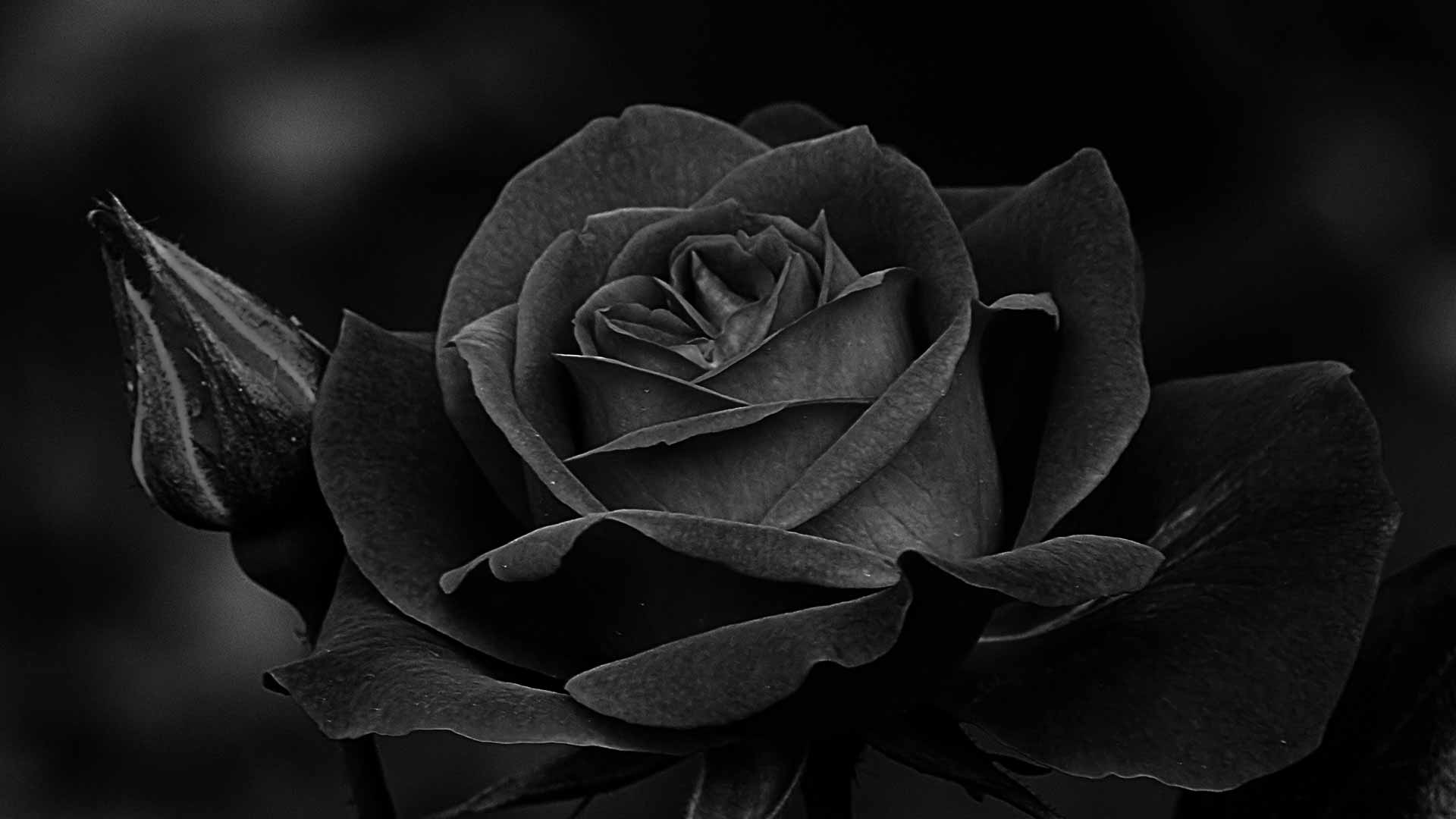 black rose with black background