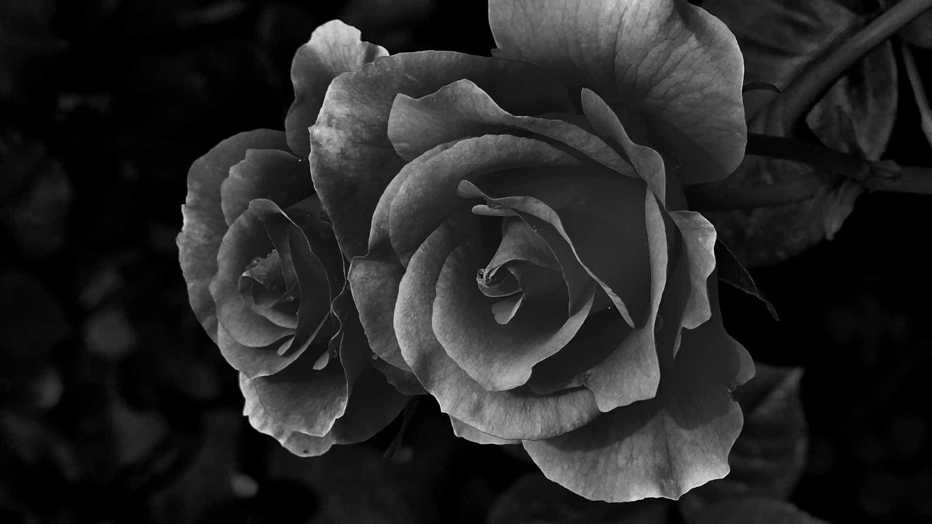 Black Rose Wallpapers [Full HD - Free Download]