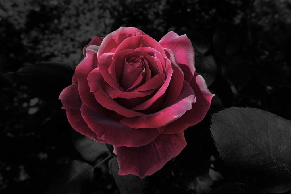 red rose black background