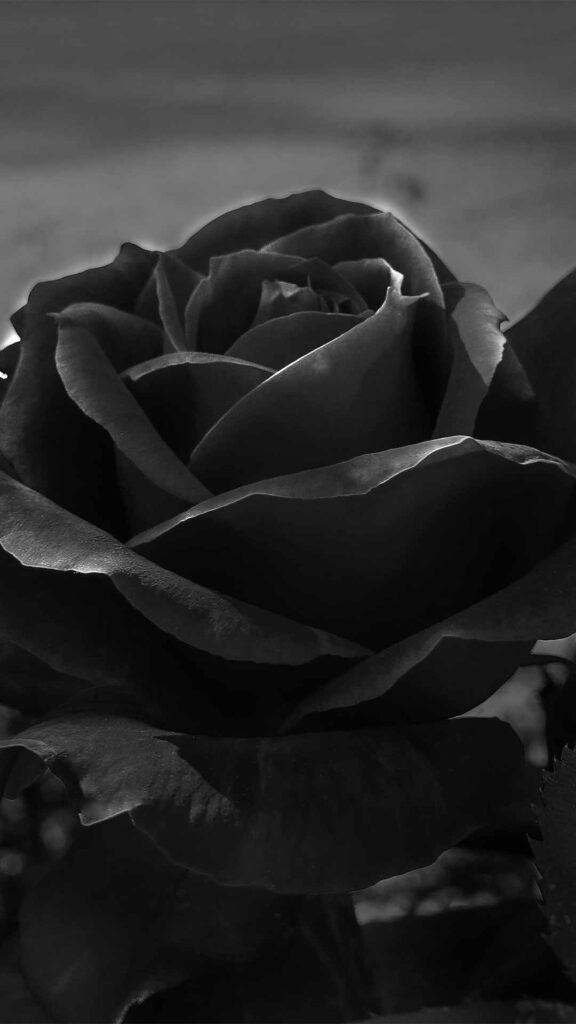 beautiful black rose wallpaper