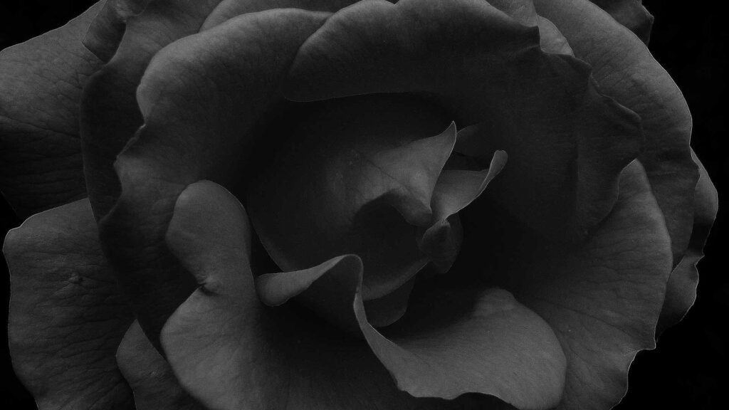 rose flower black background