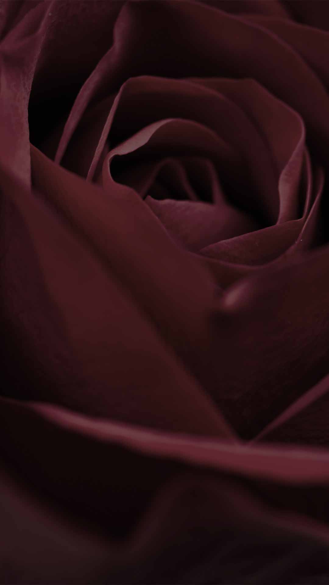 black pink rose wallpaper