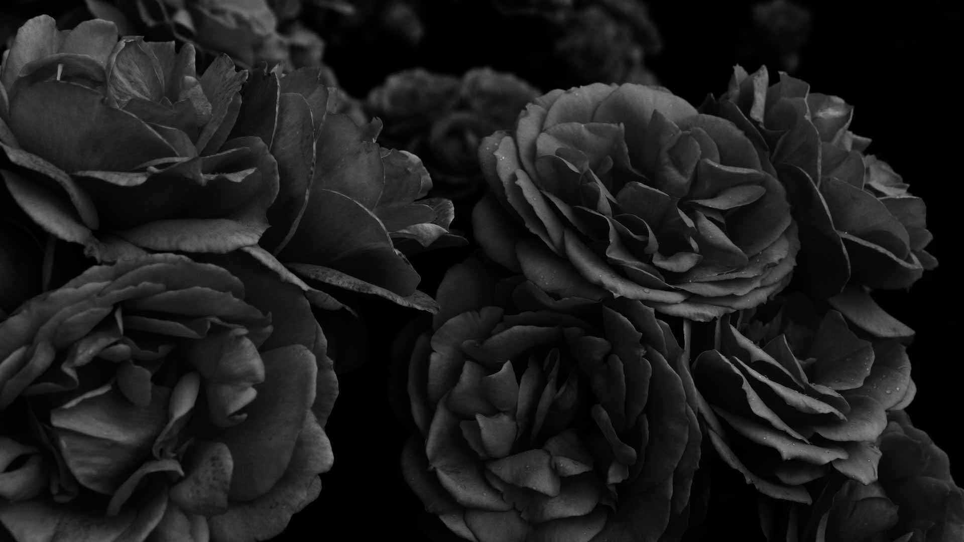 Black Rose Flower Wallpaper - Black Wallpaper HD