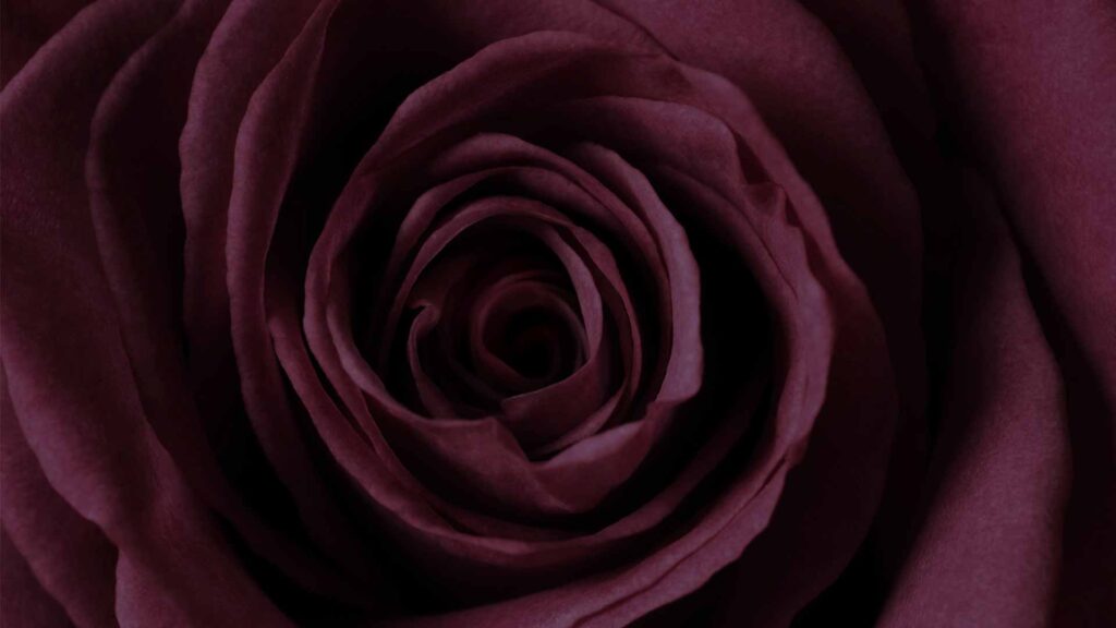dark rose wallpaper hd