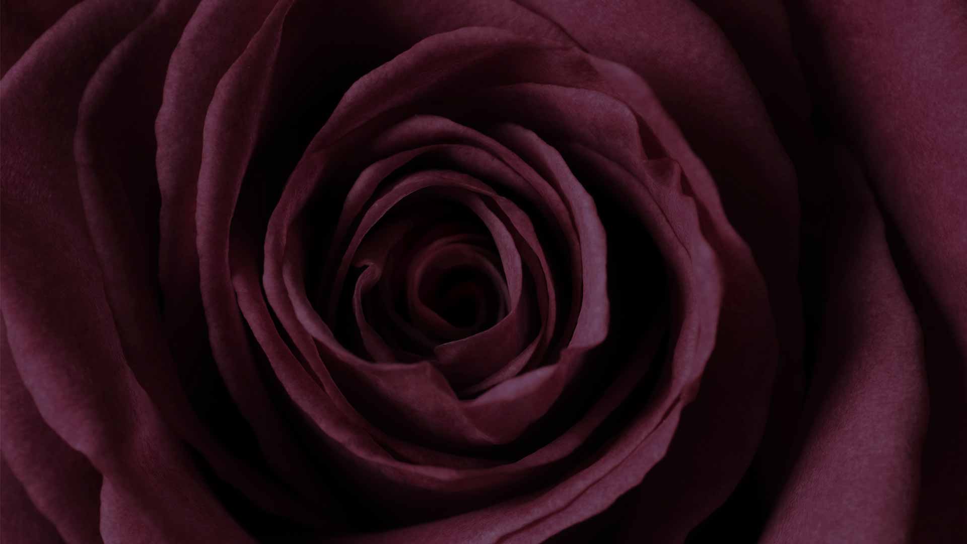 dark rose wallpaper hd
