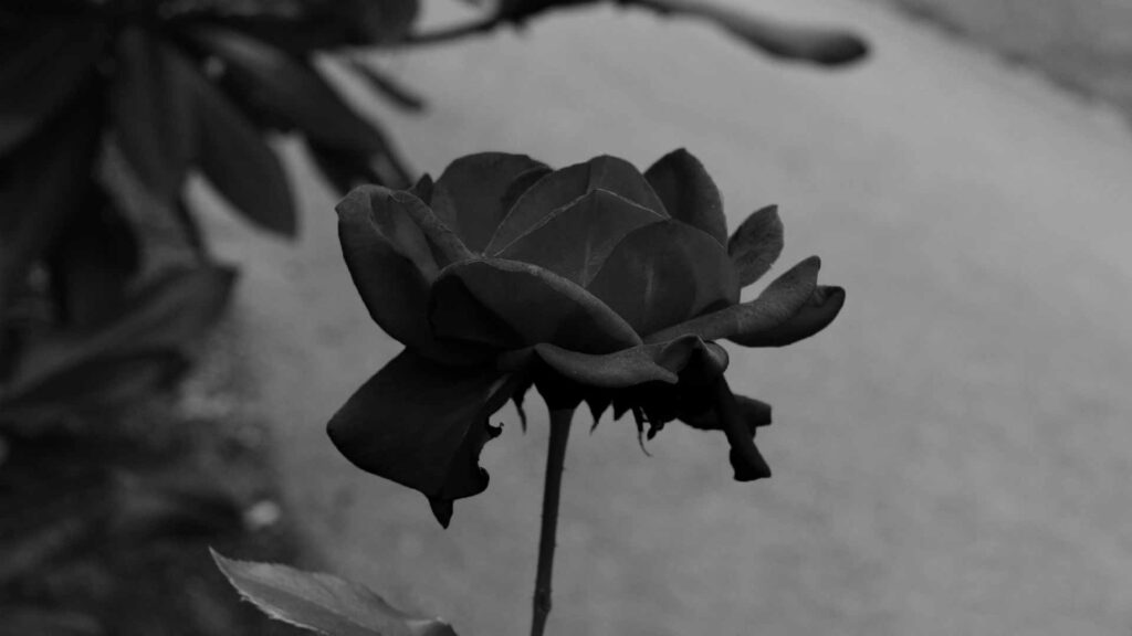 black rose hd wallpapers 1080p