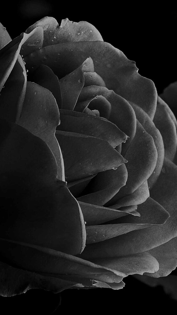 Black Rose Wallpaper HD - Black Wallpaper HD