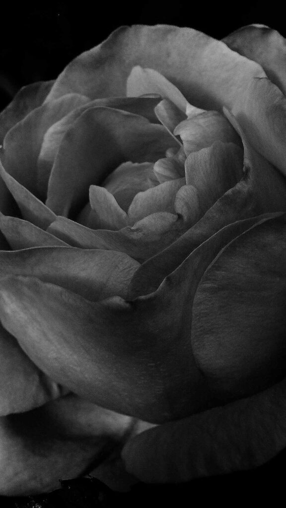 dark rose background