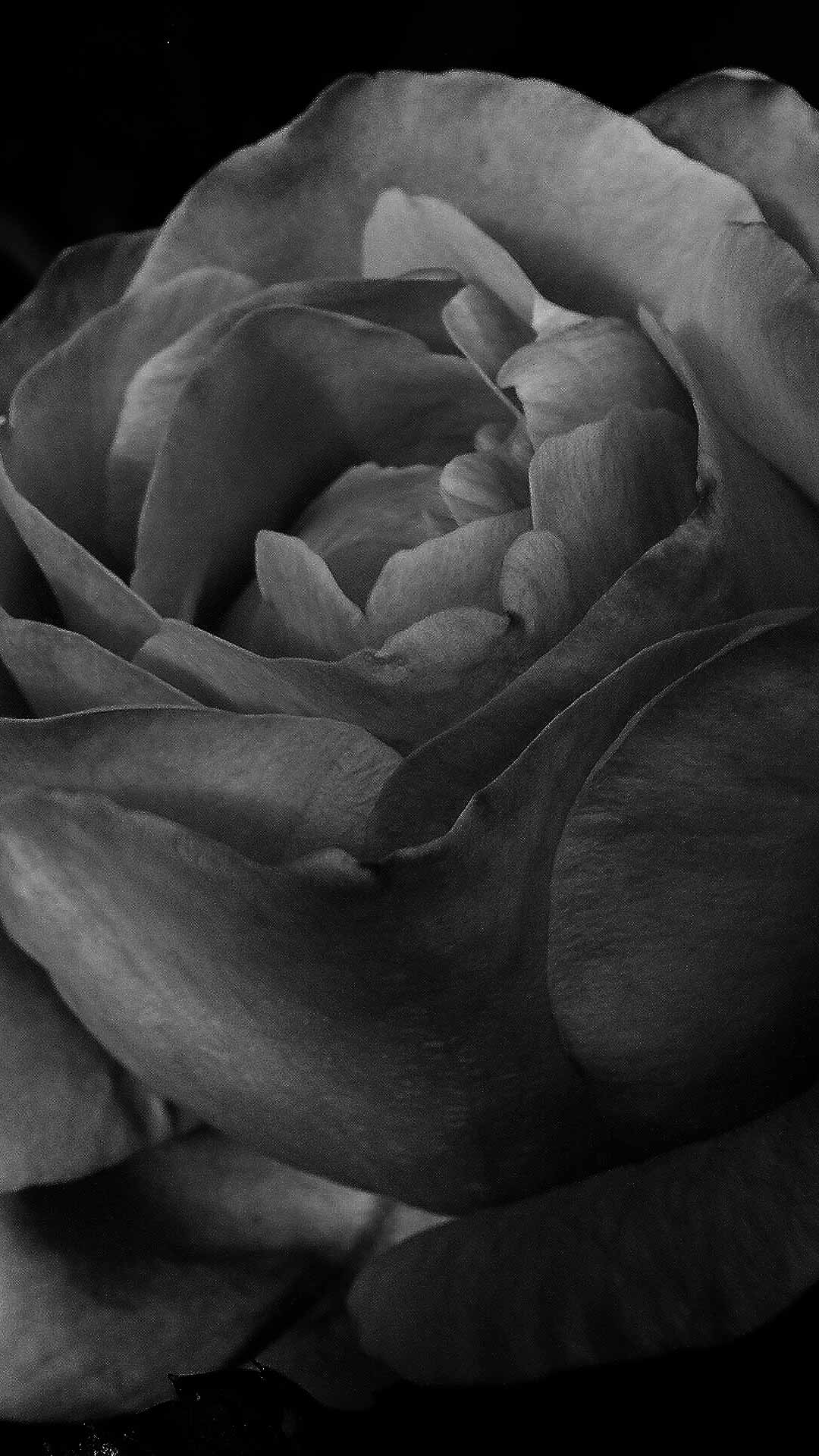 dark rose background
