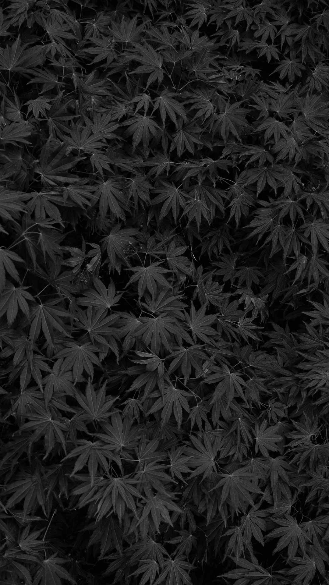 background black texture leaves