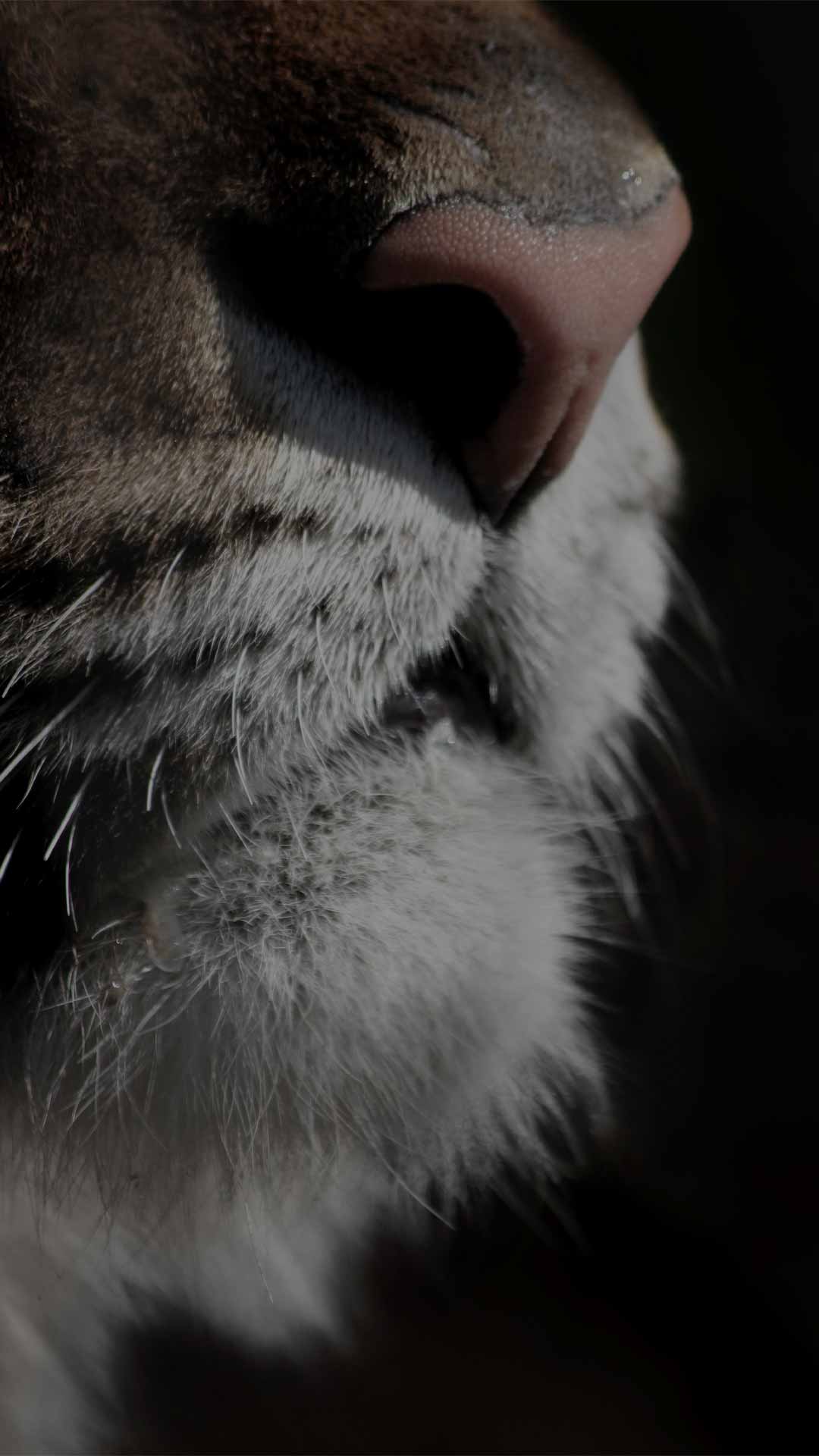 tiger face wallpaper black background