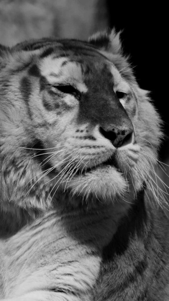 Black and White Tiger Background for Phone - Black Wallpaper HD