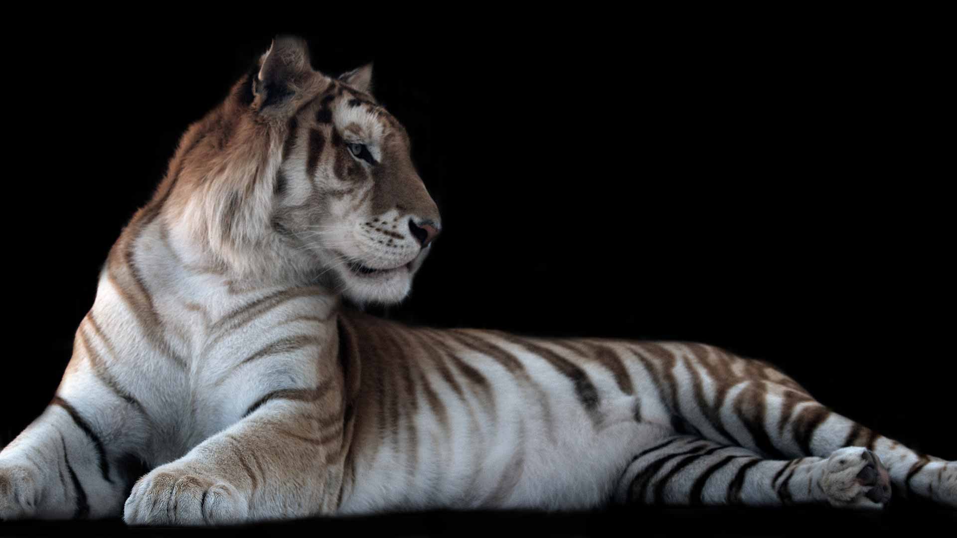 tiger wallpaper with black background