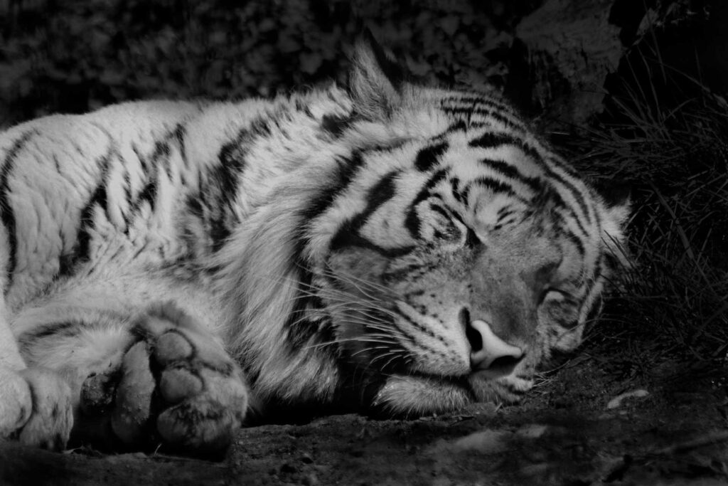 black tiger photos hd download