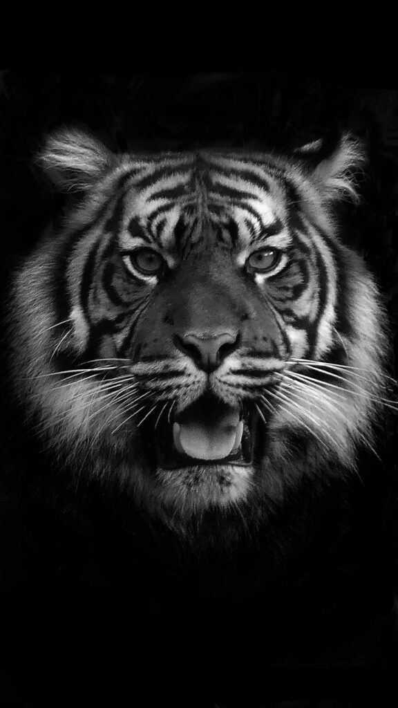 black tiger wallpaper full hd background