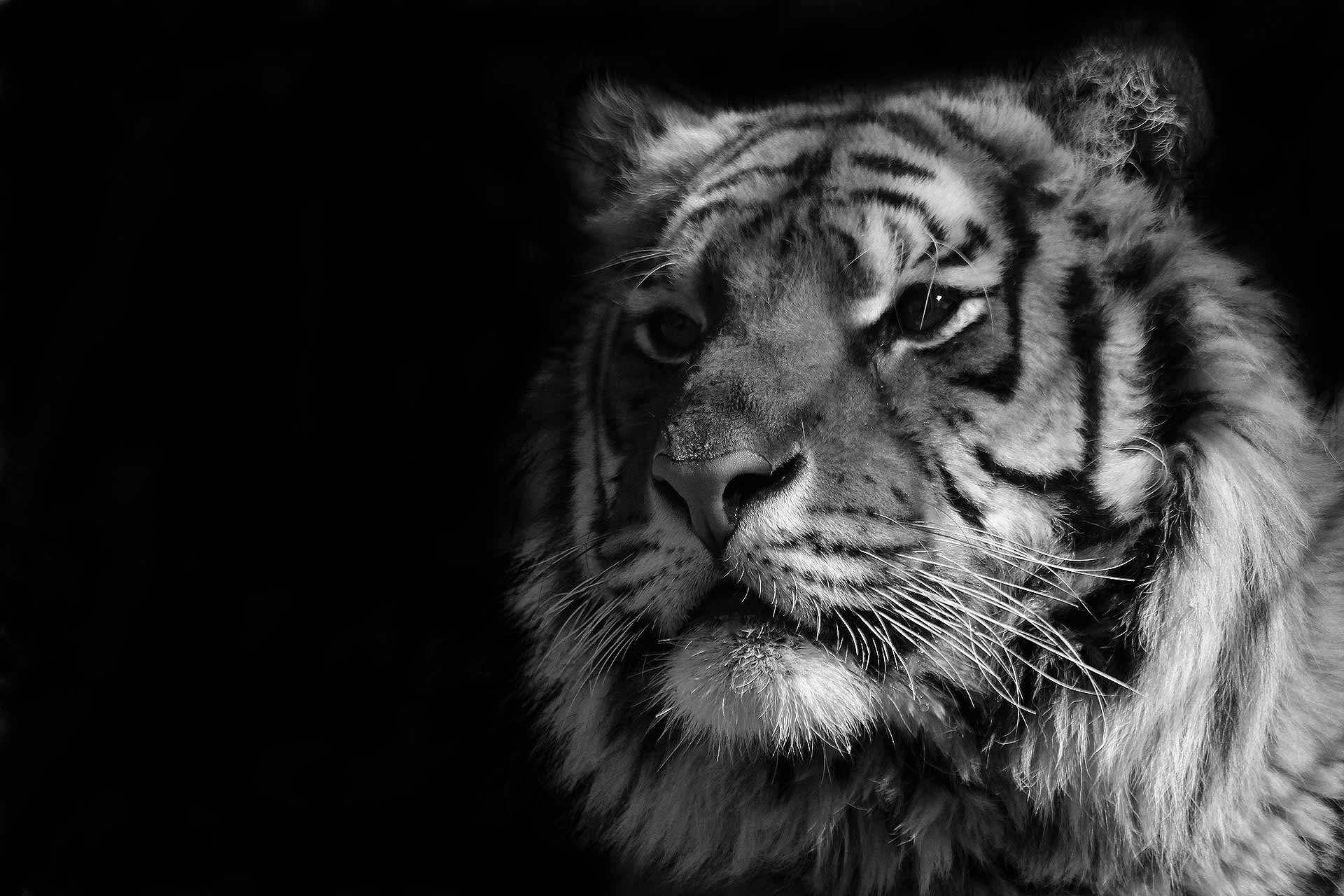 black and white tiger wallpaper for desktop