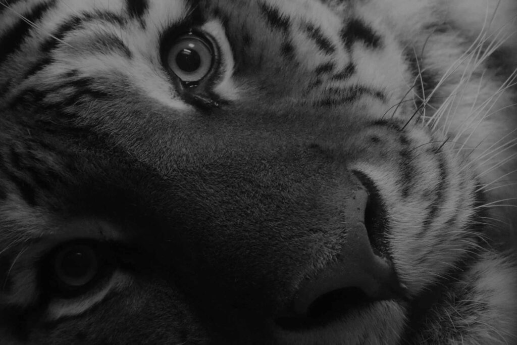 dark tiger image wallpaper