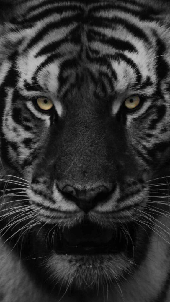 Black Tiger Wallpaper HD for Mobile - Black Wallpaper HD