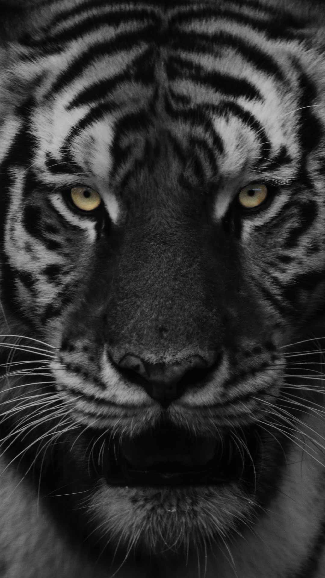 black tiger wallpaper hd for mobile