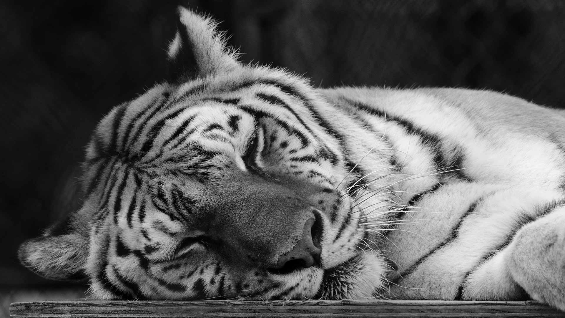 sleeping tiger wallpaper photo image