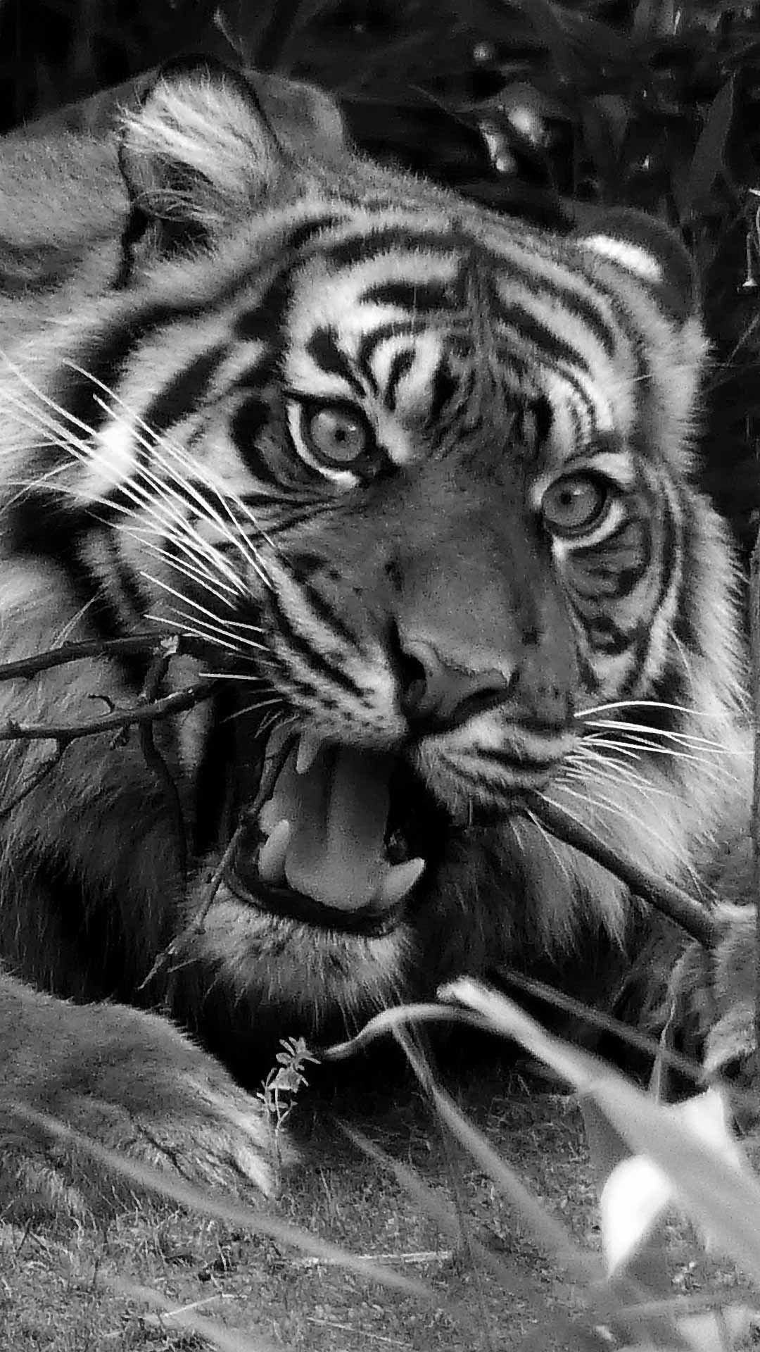 Black Tiger Wallpaper HD Download - Black Wallpaper HD