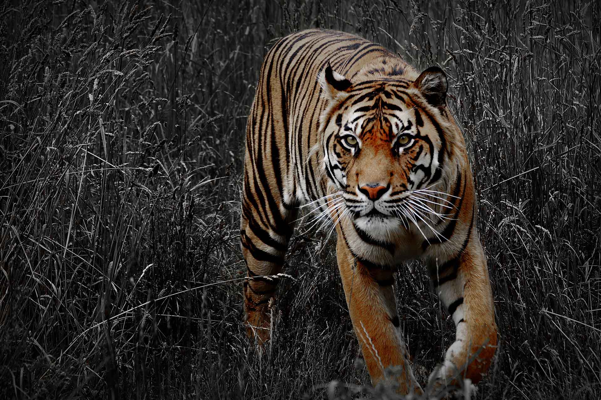 angry tiger wallpaper with black background