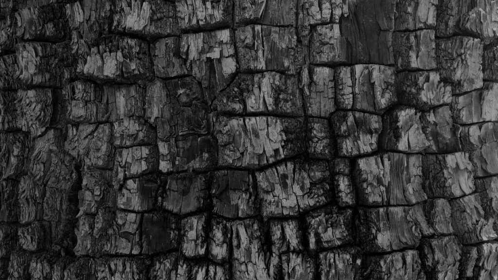black tree bark wallpaper background