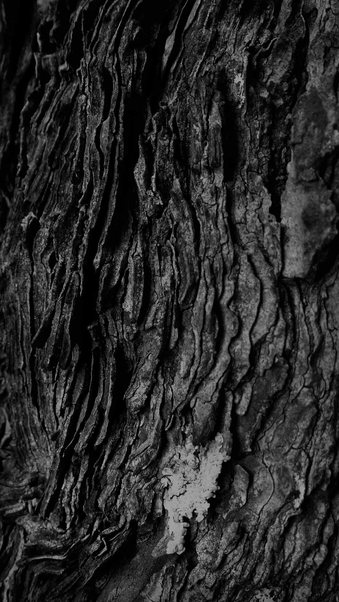 black tree bark wallpaper
