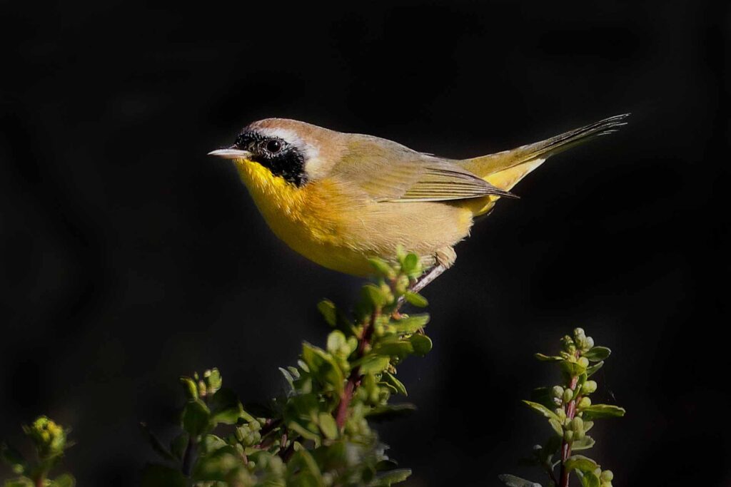 yellow bird black background image