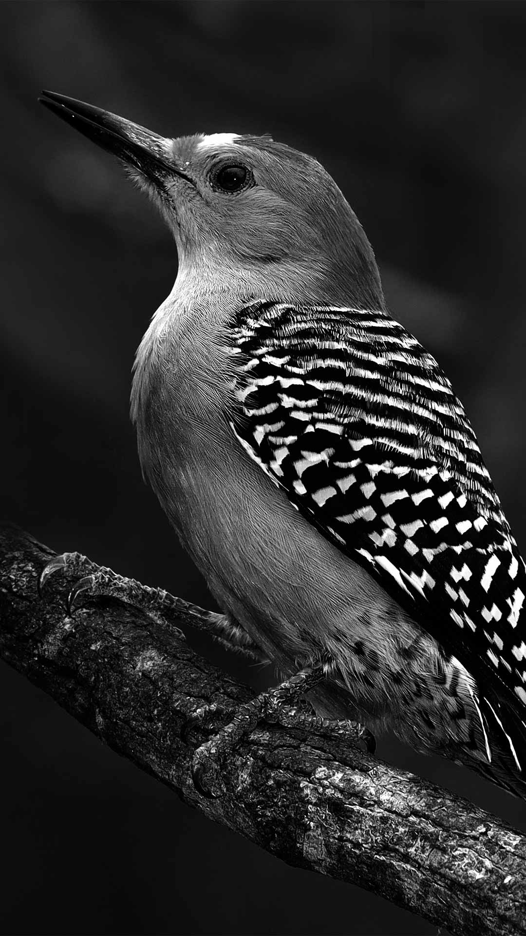 bird wallpaper black and white