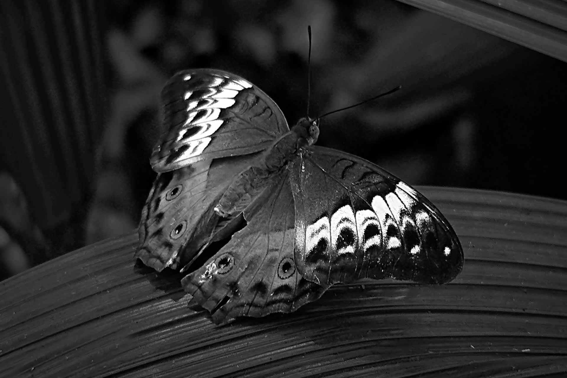 black wallpaper with butterfly