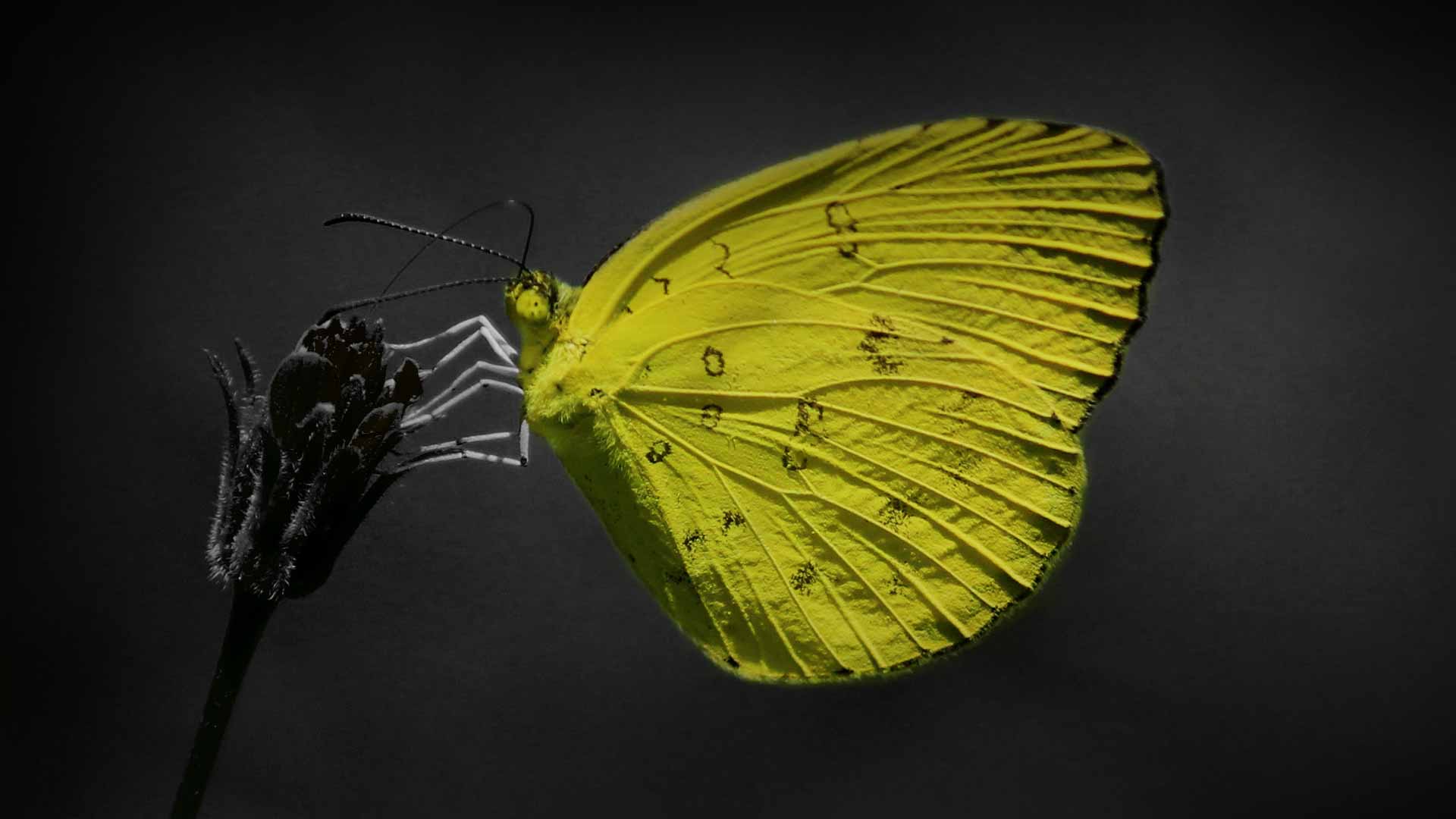 black and yellow butterfly wallpaper