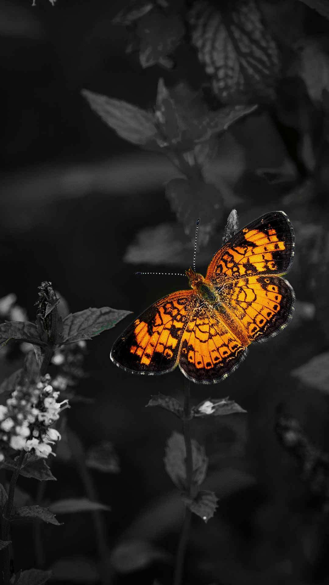 black and orange butterfly wallpaper
